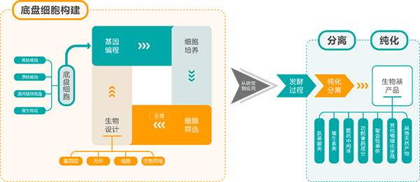 合成生物学生产链条